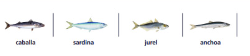 Especies: Caballa, Sardina, Jurel, Anchoa
